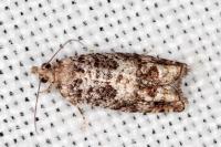 Epinotia cedricida