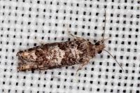 Epinotia cedricida