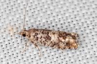 Epinotia cedricida