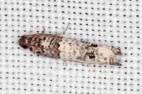 Notocelia incarnatana/mediterranea