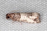 Notocelia incarnatana/mediterranea
