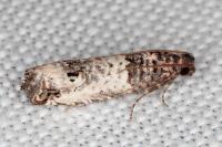 Notocelia incarnatana/mediterranea