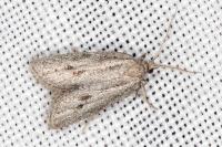 Ditula joannisiana