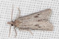 Ditula joannisiana