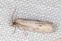 Ditula joannisiana