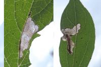 Cosmopterix pulchrimella