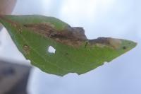 Cosmopterix pulchrimella
