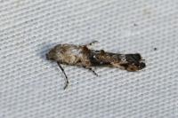 Epermenia chaerophyllella