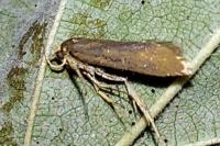 Crassa unitella