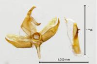 Crassa unitella