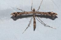 Amblyptilia acanthadactyla