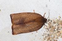 Cacoecimorpha pronubana