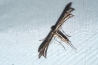 Gypsochares bigoti