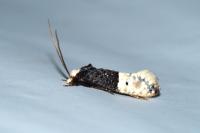 Trichophaga bipartitella