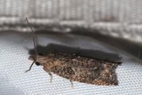 Acroclita subsequana