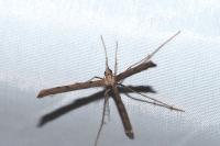 Agdistis tamaricis