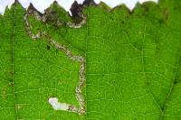 Stigmella floslactella