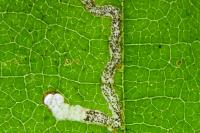 Stigmella floslactella