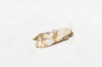 Phalonidia