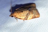 Clepsis consimilana