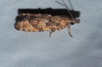 Acroclita subsequana
