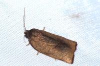 Cacoecimorpha pronubana