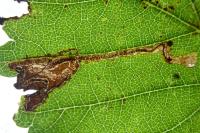 Stigmella ulmivora