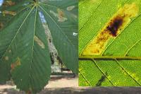 Cameraria ohridella
