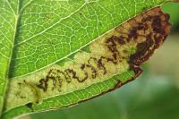 Ectoedemia atricollis