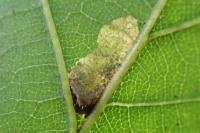 Ectoedemia subbimaculella