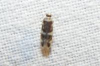 Oegoconia