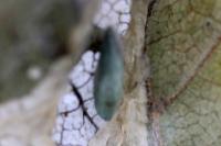 Phyllonorycter schreberella