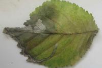 Stigmella ulmivora