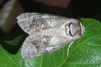 Cossus cossus