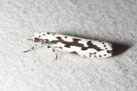 Ethmia pusiella/candidella