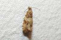Celypha cespitana