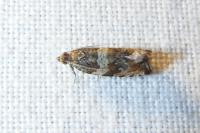 Celypha cespitana