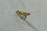 Calybites phasianipennella