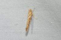 Pyroderces argyrogrammos
