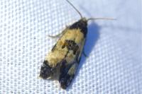 Neocochylis dubitana