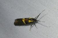 Dasycera oliviella
