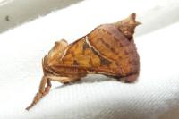 Triodia sylvina