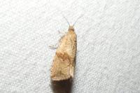 Celypha striana