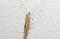 Pyroderces argyrogrammos