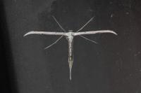 Emmelina monodactyla