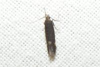 Aproaerema anthyllidella