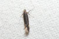 Aproaerema anthyllidella
