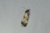 Neocochylis dubitana