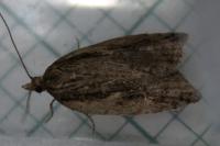 Acleris umbrana