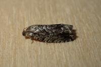 Cydia fagiglandana